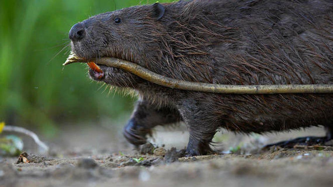 Apel w sprawie ograniczenia zwierzyny. Radny PiS: „Ośmieszamy tym radę”