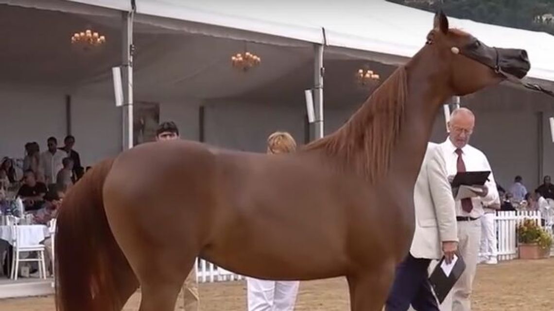 Arabia nie chce oddać klaczy z Janowa Podlaskiego Arabia nie chce oddać klaczy z Janowa Podlaskiego