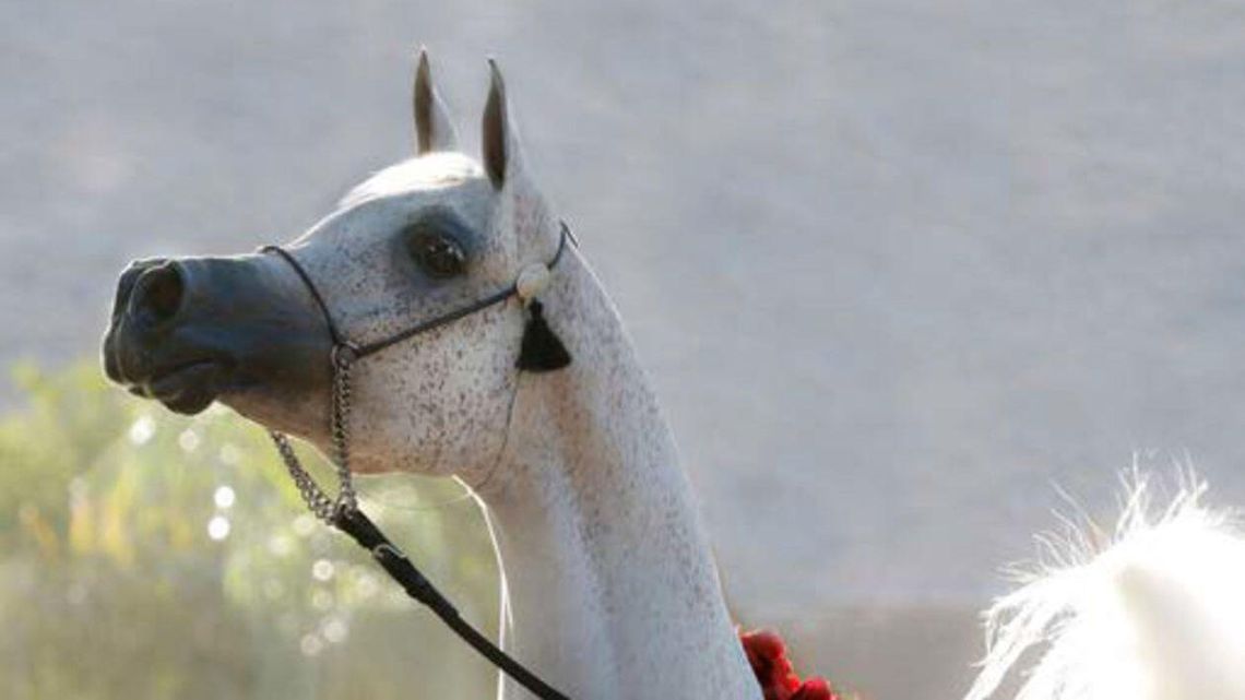 Arabska księżniczka wylicytowała w Janowie Podlaskim Perfinkę za ponad 1,2 mln euro. A teraz jej nie chce