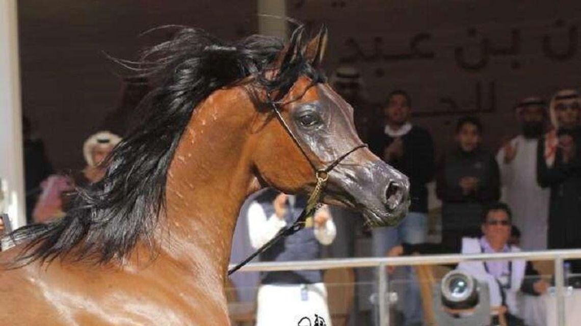 Araby znowu pod młotek. Środowisko koniarzy pisze do ministra Araby znowu pod młotek. Środowisko koniarzy pisze do ministra