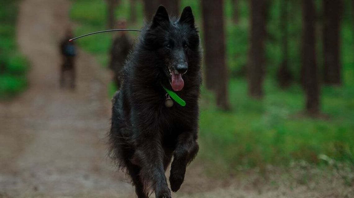 Ares. Pierwszy taki czworonożny żołnierz w szeregach WOT Ares. Pierwszy taki czworonożny żołnierz w szeregach WOT