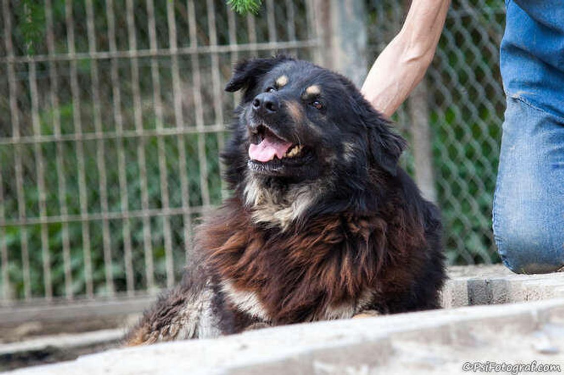 Ares wystraszył się fajerwerków, nie żyje. Mira czeka na nowy dom