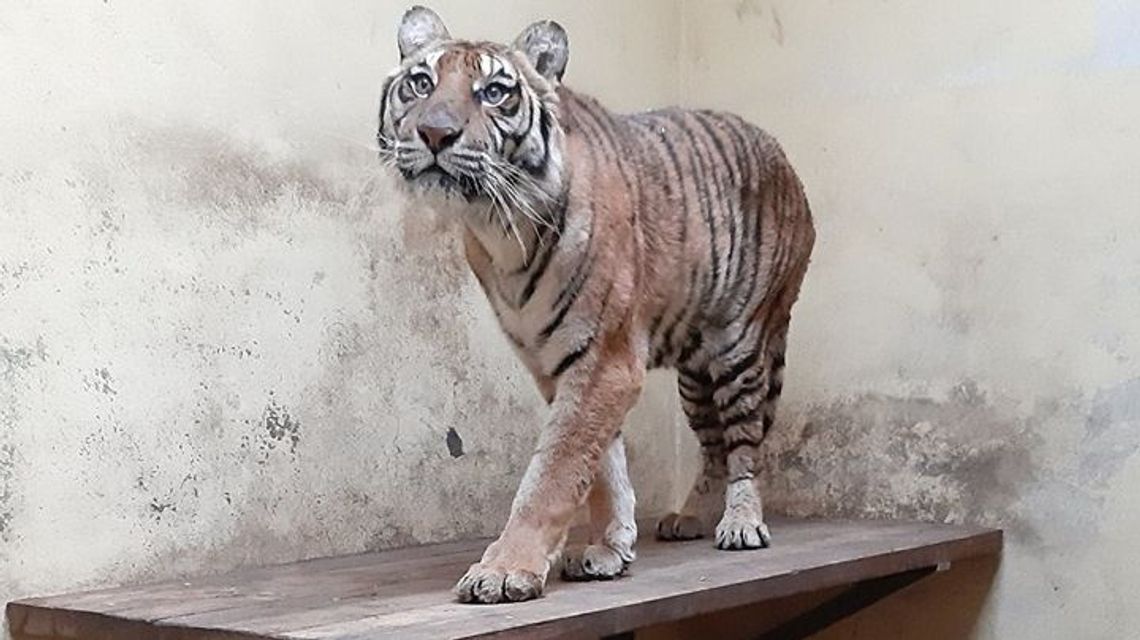 Areszt dla Rosjanina, który organizował transport tygrysów. Mężczyzna nie przyznaje się Areszt dla Rosjanina, który organizował transport tygrysów. Mężczyzna nie przyznaje się