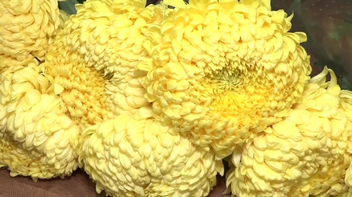 ARiMR i KOWR skupią kwiaty, które miały trafić na cmentarze ARiMR i KOWR skupią kwiaty, które miały trafić na cmentarze