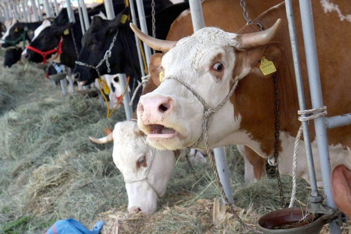 ARiMR skontroluje krowy i łąki ARiMR skontroluje krowy i łąki