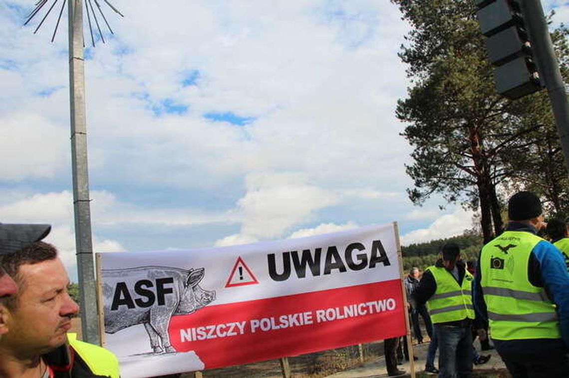 ASF: Coraz trudniejsza sytuacja rolników. "Zaraz będą tragedie, samobójstwa"
