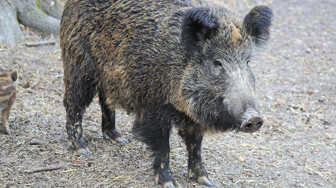 ASF dotarło do Puław. Myśliwi znajdują padłe dziki