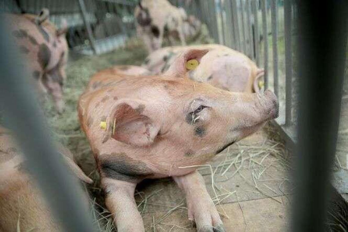 ASF: Gospodarstwa muszą rejestrować trzodę chlewną