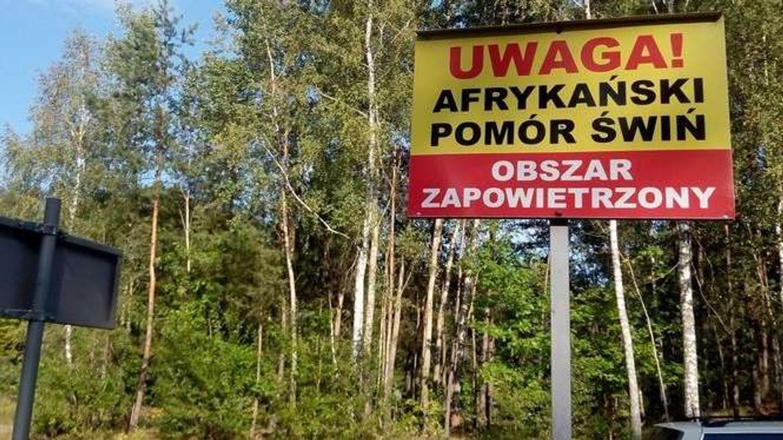 ASF. Nie wszystkim rolnikom wypłacono pieniądze ASF. Nie wszystkim rolnikom wypłacono pieniądze