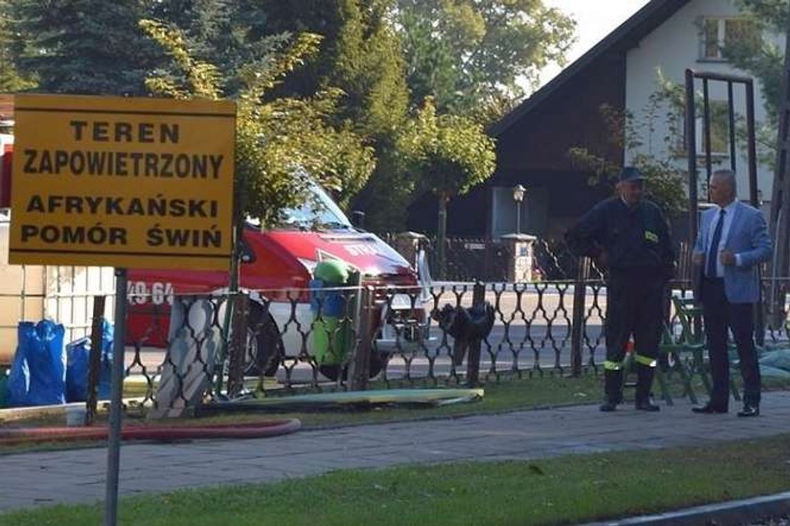 ASF: Są dwa zakłady gotowe do skupu interwencyjnego świń