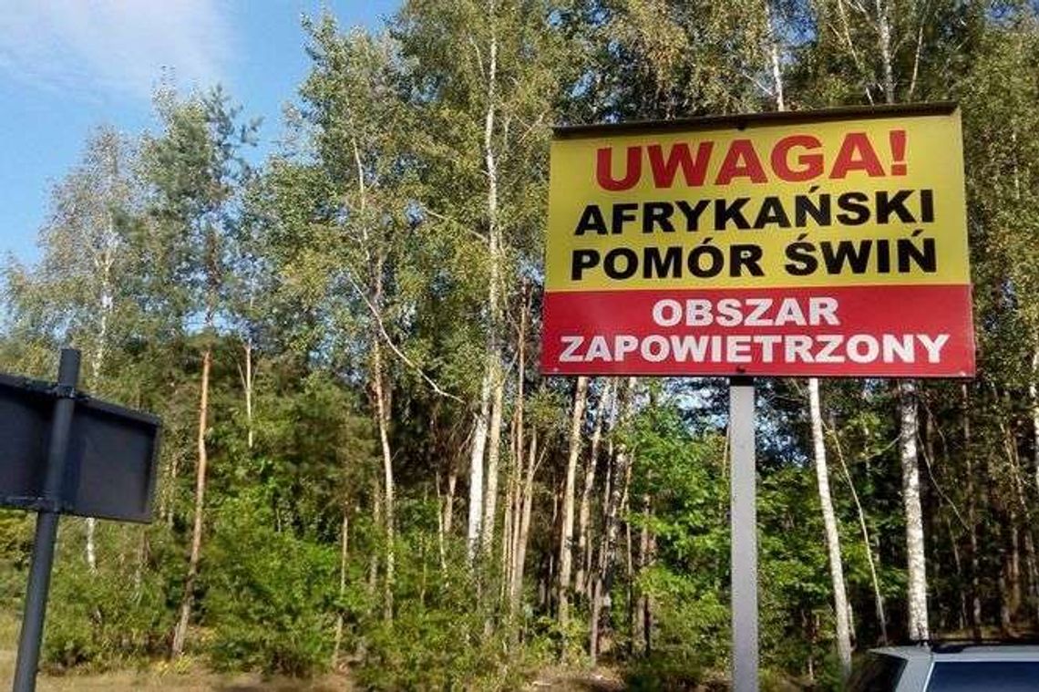 ASF w woj. lubelskim. Zakazy zniesione