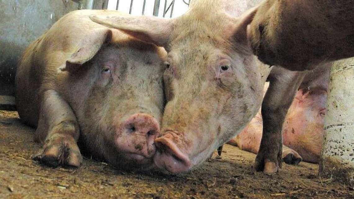 ASF. Weterynarz chciał podmienić próbki? Dostał zarzuty 