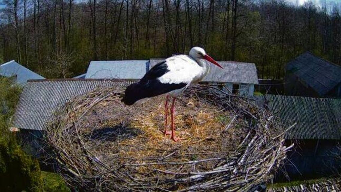 Atrakcyjny pozna panią. Ma własne gniazdo i jest gwiazdą TV