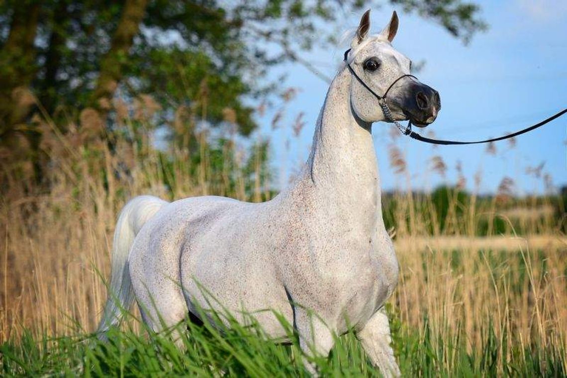 Aukcja Koni Arabskich w Janowie Podlaskim: Czy Norma pobije rekord?