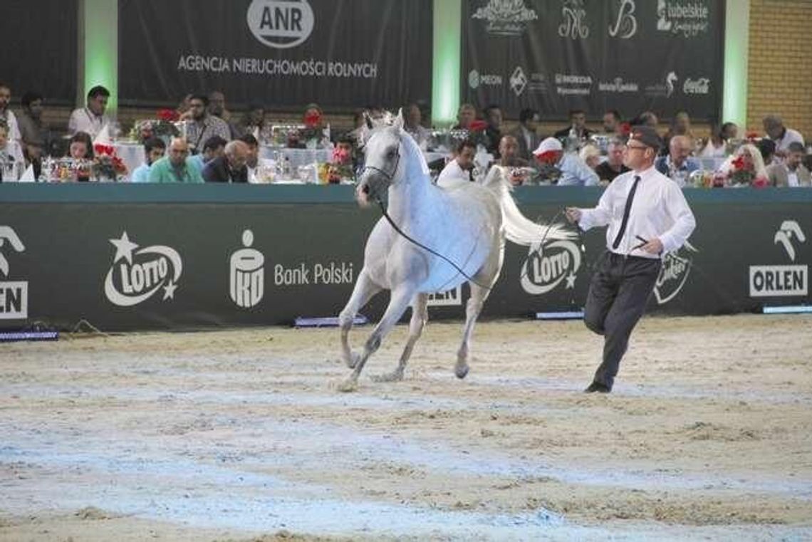 Aukcja koni Janowie Podlaskim. Liczą na Anawerę i Prunellę