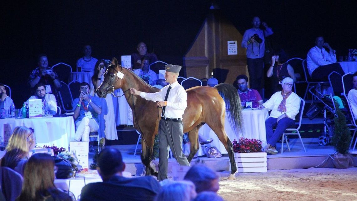 Aukcja koni Pride od Poland w Janowie Podlaskim z ograniczeniami. Czy arabscy kupcy będą licytować przez telefon? Aukcja koni Pride od Poland w Janowie Podlaskim z ograniczeniami. Czy arabscy kupcy będą licytować przez telefon?