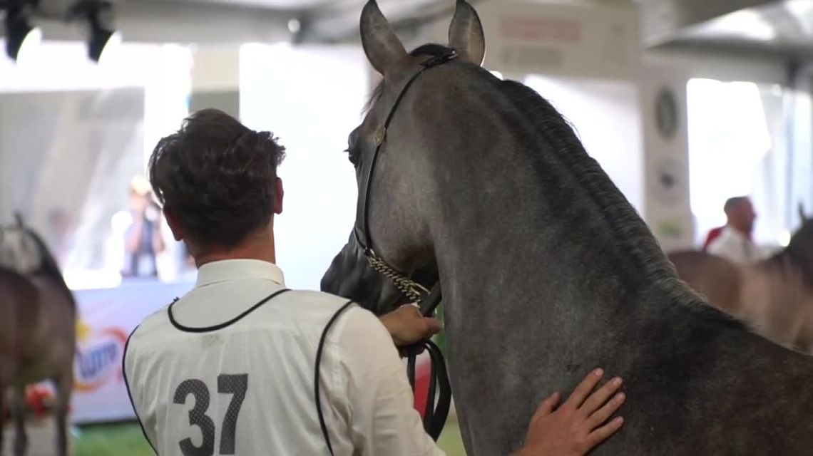 Aukcja koni w Janowie Podlaskim "Gości jest mniej"