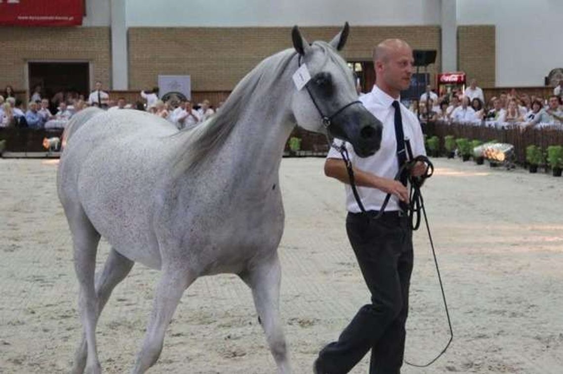 Aukcja koni w Janowie Podlaskim: Pepita sprzedana za 1 mln 400 tys. euro. To rekord!