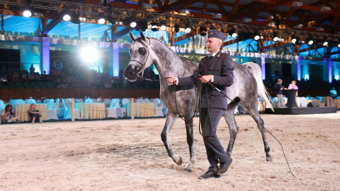 Aukcja Pride of Poland 2025. Sprzedano 13 koni za 1 mln 331 tys. euro Aukcja Pride of Poland 2025. Sprzedano 13 koni za 1 mln 331 tys. euro