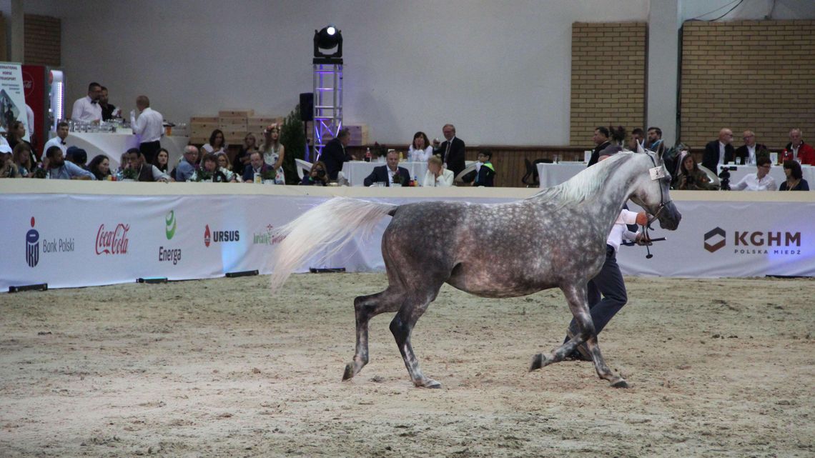 Aukcja Pride of Poland jednak będzie. "Oryginalny" film promocyjny [wideo]