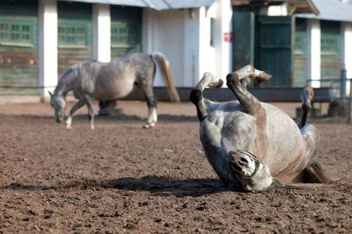 Aukcja Pride of Poland zagrożona. Politycy komentują sprawę stadniny w Janowie Podlaskim Aukcja Pride of Poland zagrożona. Politycy komentują sprawę stadniny w Janowie Podlaskim