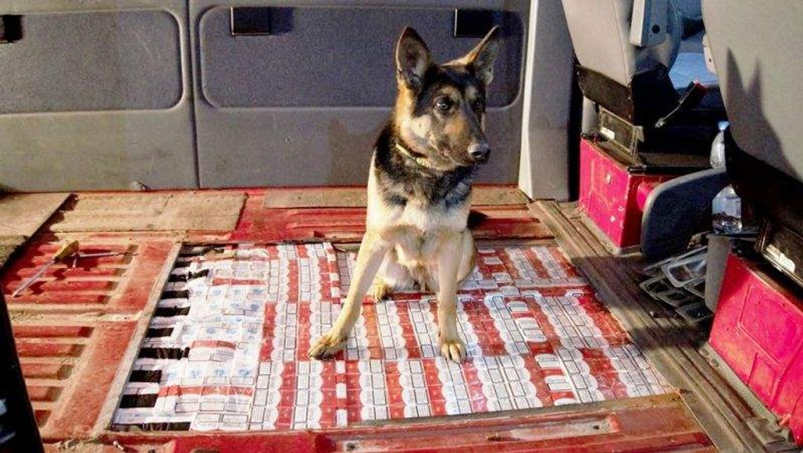 Auta przemytników pójdą pod młotek Auta przemytników pójdą pod młotek