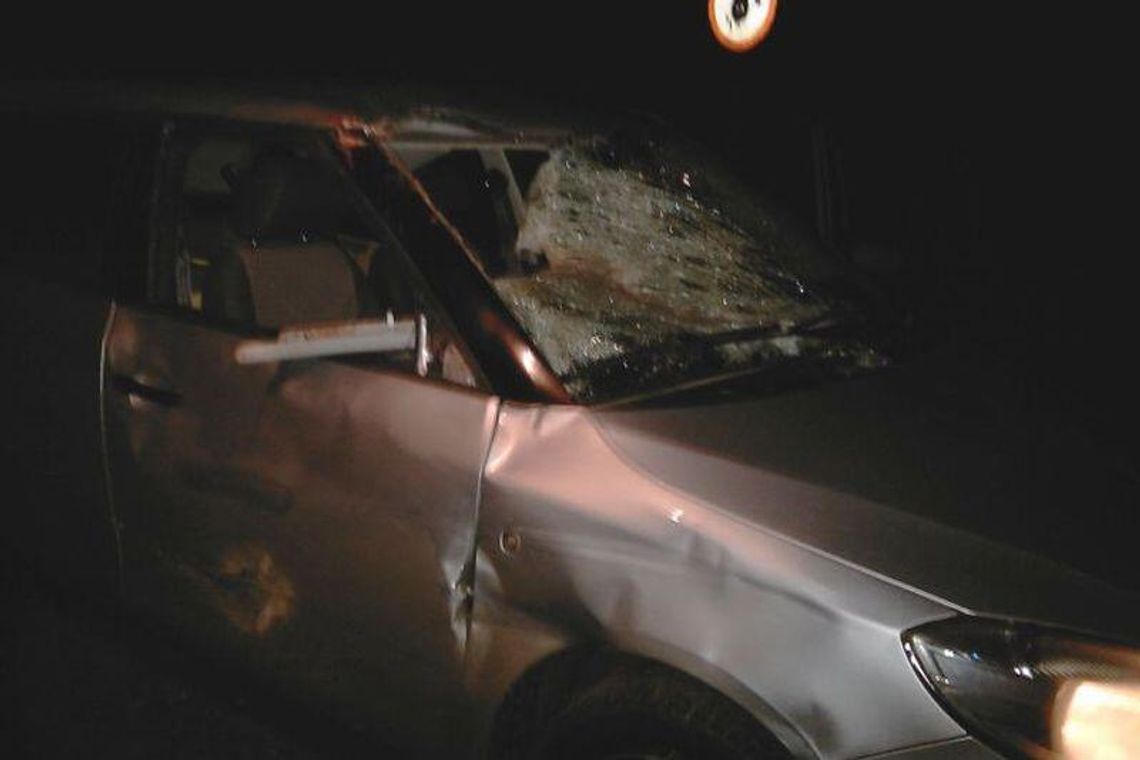 Auto uderzyło w ogromnego łosia. Jego głowa została na siedzeniu