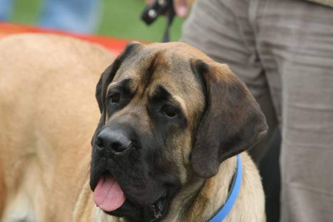 Azor z czipem nie zaginie. Akcja w Puławach