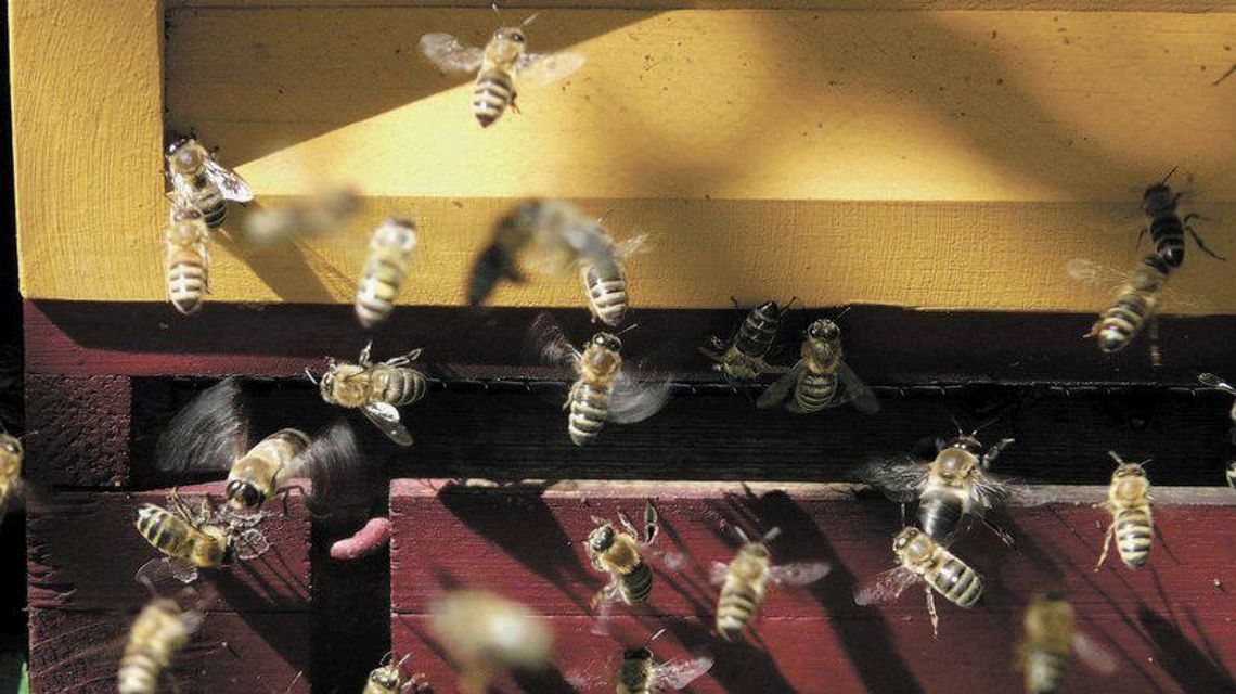 Badacze nakręcili film i tłumaczą, o czym brzęczą pszczoły Badacze nakręcili film i tłumaczą, o czym brzęczą pszczoły