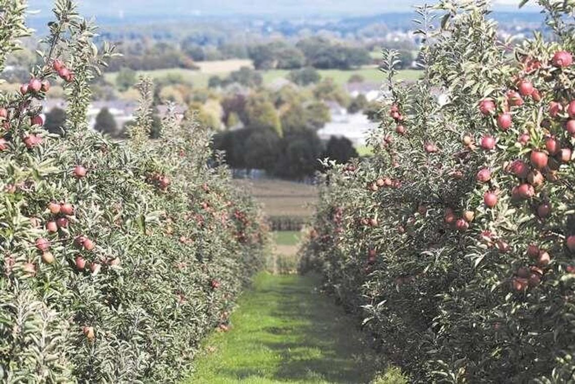 Badanie sadów. Obowiązkowe ankiety dla 3 tys. gospodarstw w Lubelskiem