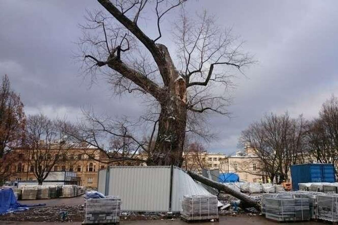 Baobab na pl. Litewskim raczej do wycinki: "Stwarza zagrożenie" Baobab na pl. Litewskim raczej do wycinki: "Stwarza zagrożenie"