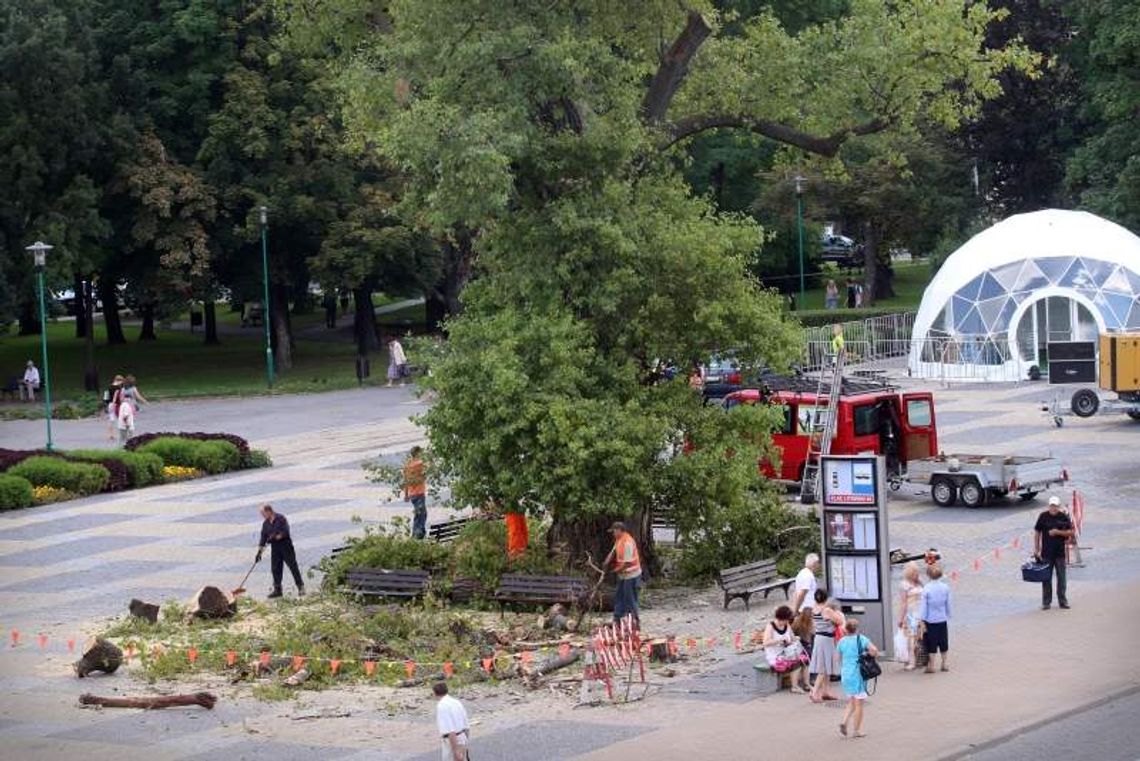 Baobab niknie w oczach. Usunięto sporą część drzewa (wideo)