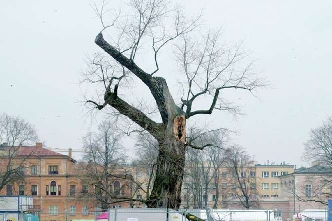 Baobab z pl. Litewskiego skreślony z listy pomników przyrody Baobab z pl. Litewskiego skreślony z listy pomników przyrody