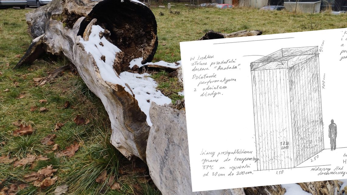 Baobab z placu Litewskiego od 5 lat leży pod gołym niebem. Czeka na pieniądze
