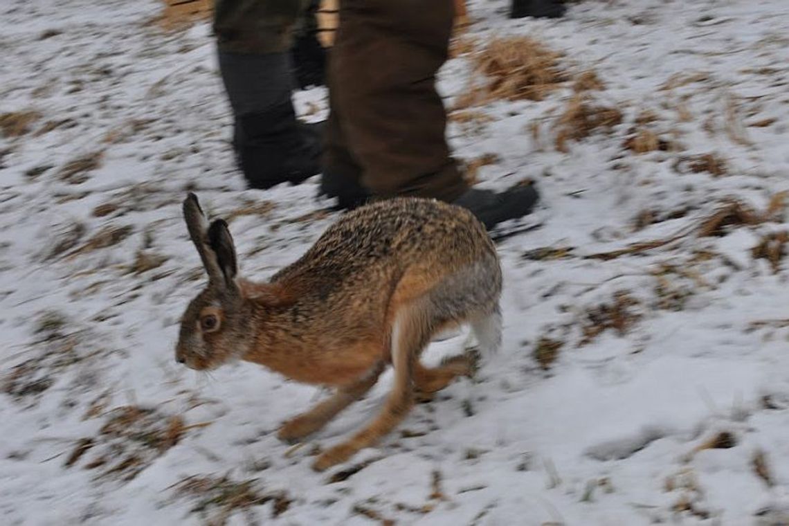 Barchaczów: Zające na wolności (zdjęcia)