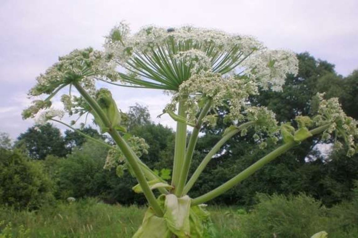 Barszcz Sosnowskiego zagraża ludziom. Lublin bierze się za walkę z niebezpieczną rośliną