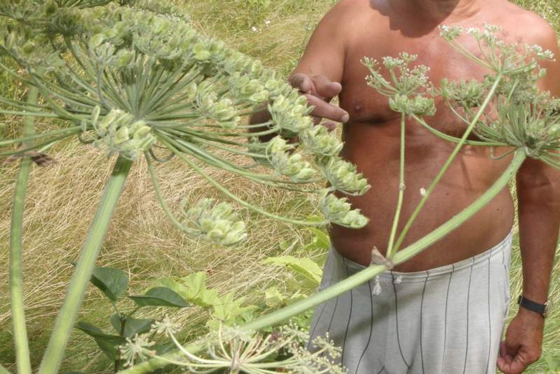 Barszcz Sosnowskiego znowu parzy Barszcz Sosnowskiego znowu parzy