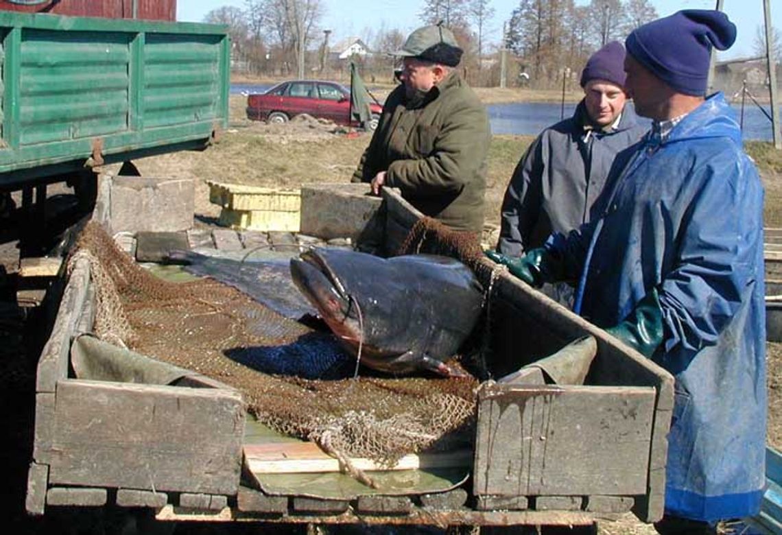 \"Batory” wyłowiony i zwodowany \"Batory” wyłowiony i zwodowany