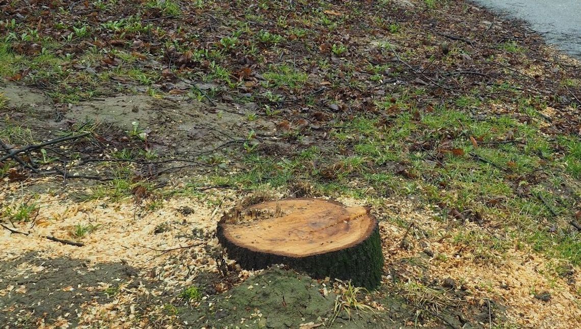 Będą kary za wycinki drzew w Lublinie Będą kary za wycinki drzew w Lublinie