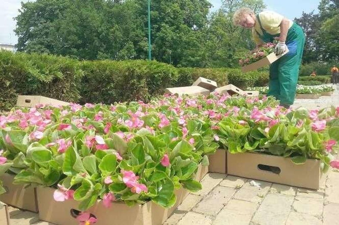 Będą nowe kwiaty na placu Litewskim. Ogrodnicy pracują Będą nowe kwiaty na placu Litewskim. Ogrodnicy pracują