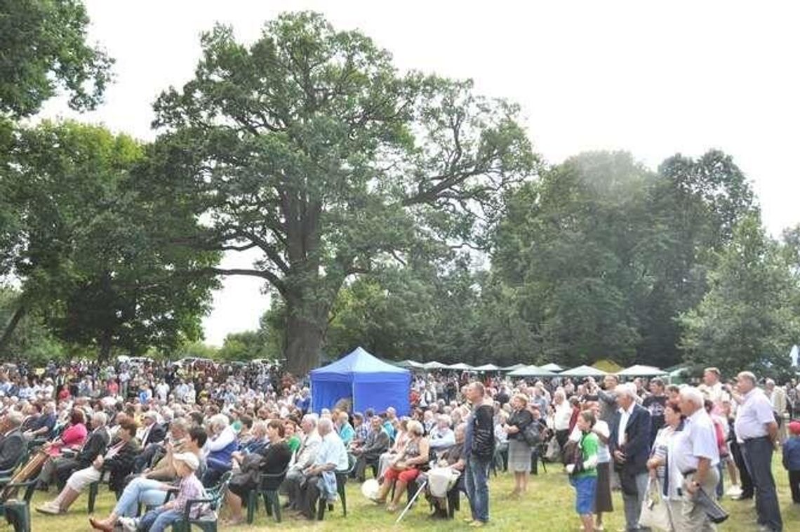 Będą obchodzić imieniny Dębu Bolko Będą obchodzić imieniny Dębu Bolko