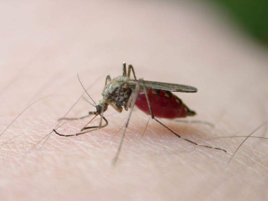 Będą opryski przeciw komarom w Kazimierzu Dolnym