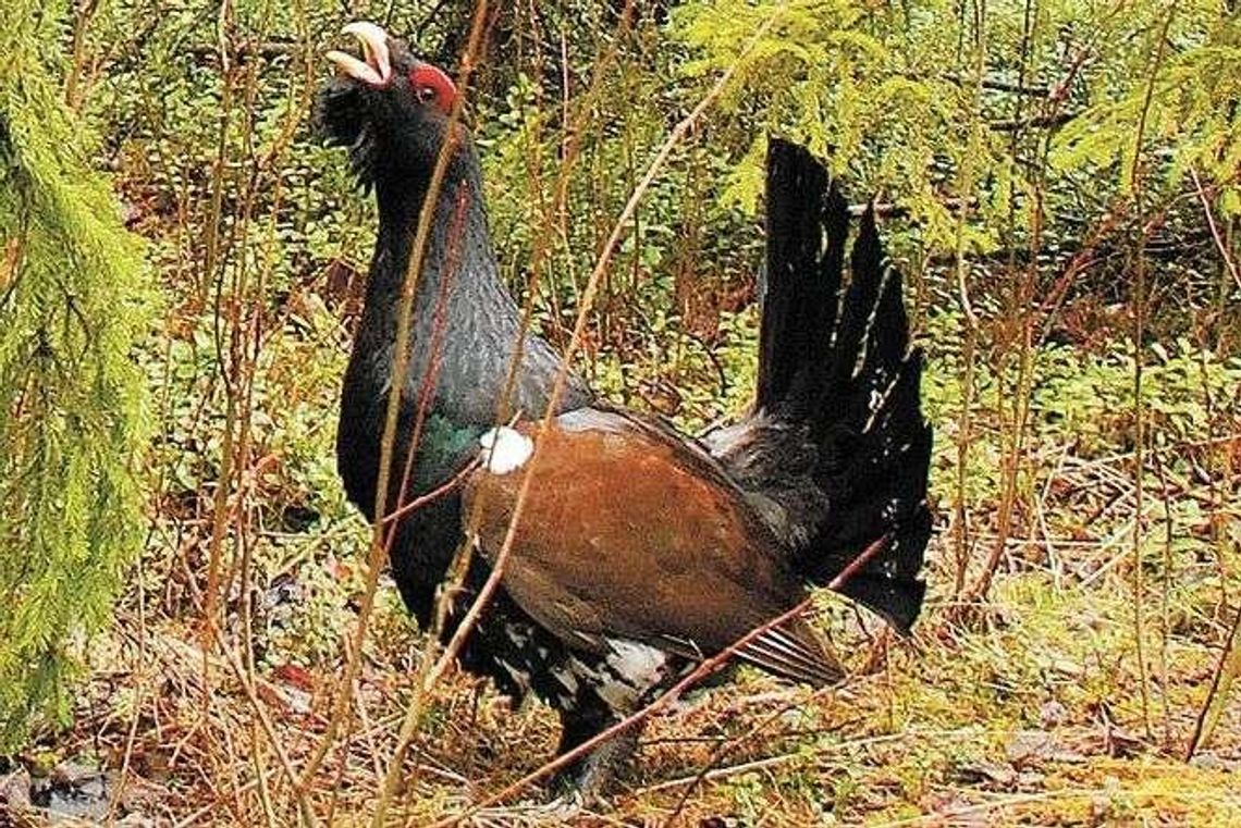 Będą śledzić głuszce w Lasach Janowskich Będą śledzić głuszce w Lasach Janowskich