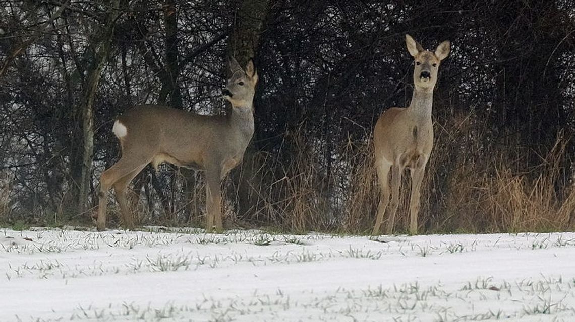 Będą strzelać, czy nie? Sarny z lotniska w Świdniku nadal na celowniku Będą strzelać, czy nie? Sarny z lotniska w Świdniku nadal na celowniku