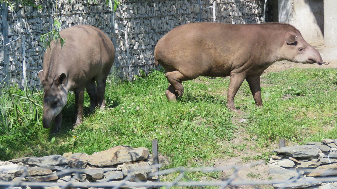Będą z tego dzieci? W zamojskim zoo tapir nie jest już samotny, na partnerkę czeka żyrafa