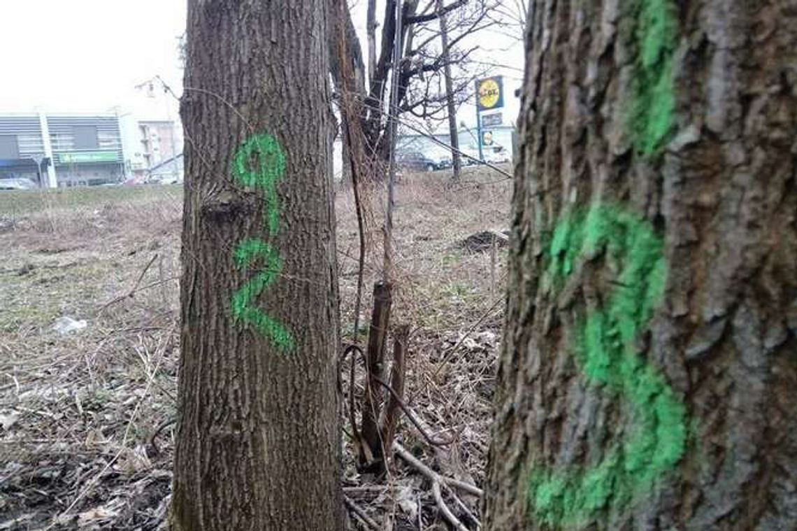 Będzie kolejna wycinka drzew na Czechowie?