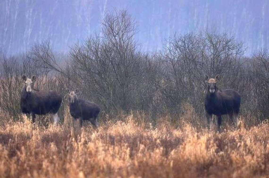 Będzie masowy odstrzał łosi? Radni za