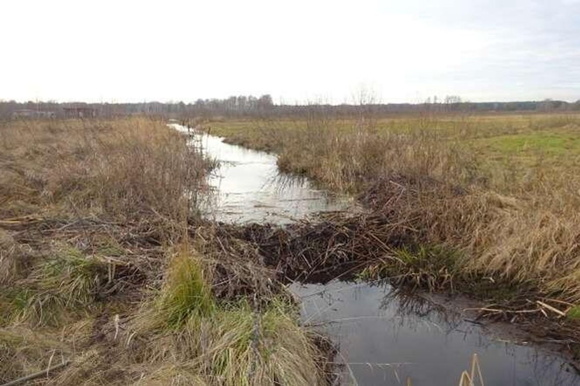 Będzie mniej wody w Jeziorze Białym? Bobry rozkopują groble