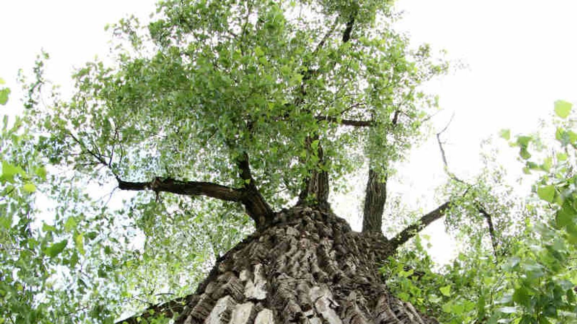 Będzie można ciąć? Lublin chce się pozbyć pomników przyrody