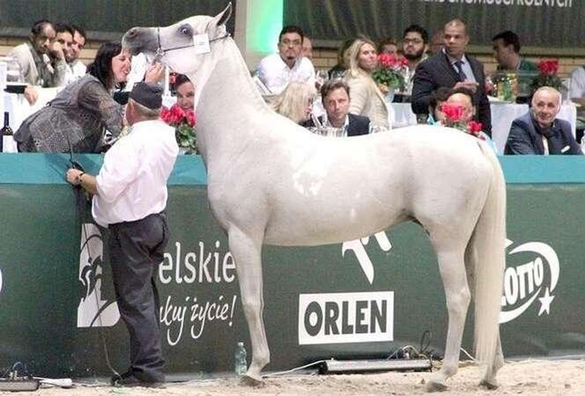 Będzie śledztwo ws. aukcji "Pride of Poland" i kontrowersyjnej licytacji Emiry Będzie śledztwo ws. aukcji "Pride of Poland" i kontrowersyjnej licytacji Emiry
